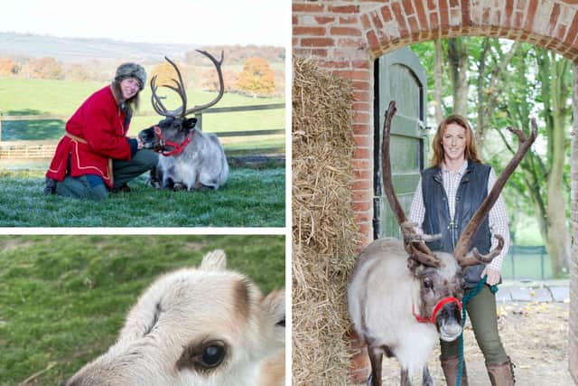 For the first time Santa’s UK reindeer headquarters at East Carlton is opening to visitors