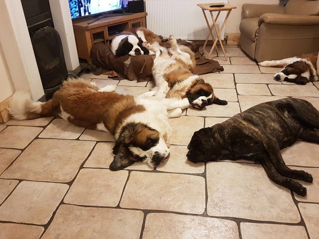 Dylan, Molly, George, Sam and Jessie said: "What a hard life we have."