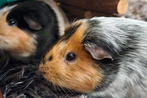 Oreo & Rolo are 20 month old brothers looking for a loving forever home together. They will need spacious indoor accommodation as well as a secure run so that they can spend warmer days outside munching on lush grass.