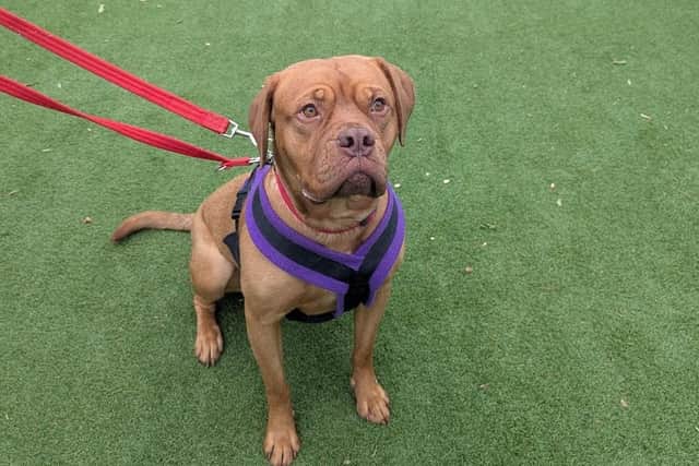 Koda has made a good recovery and will soon be available for rehoming. Image: RSPCA