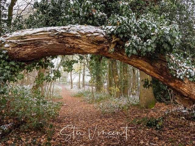 "Delapre Woods - too many are not aware or overlook some beautiful places within the town, this is one of my favourites"