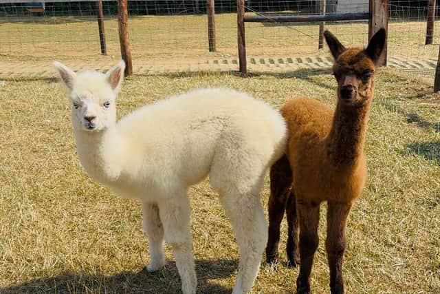 Minnie and Daisy the baby alpacas were named following a public naming competition on social media.