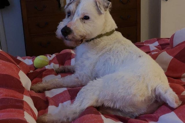 Stanley is a five-year-old terrier lad, house trained and knows many commands. He is not good with other dogs. An adult only home with no other animals would be perfect. He is an affectionate chap but strangers do make him worry.