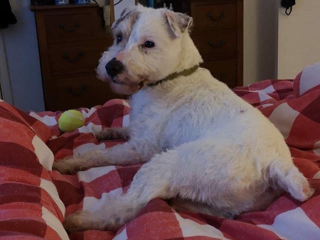 Stanley is a five-year-old terrier lad, house trained and knows many commands. He is not good with other dogs. An adult only home with no other animals would be perfect. He is an affectionate chap but strangers do make him worry.
