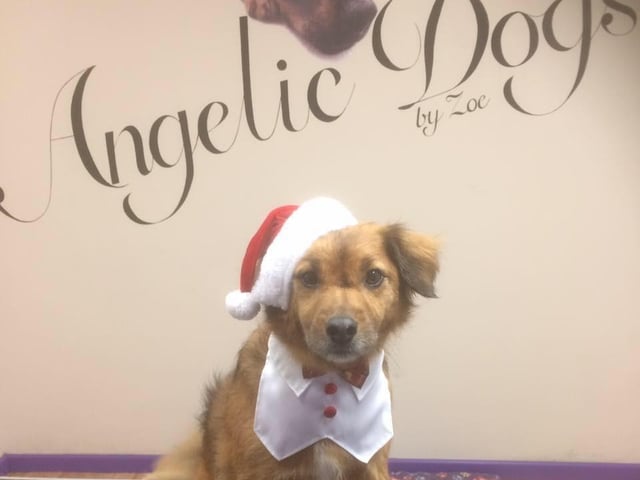 Our most popular answer in the North Northamptonshire area is Angelic Dogs by Zoe, based in Rushden. They offer obedience classes, agility, grooming, dog walking and pet visits. One reader said: "Angelic Dogs by Zoe is the one and only groomer for my very timid yorkie. We’ve used Zoe for seven years and wouldn’t go anywhere else - always looks and smells gorgeous and is a happy chappy when I pick him up." Another reader said: " Martha always looks stunning after her groom and loves to strut her stuff showing off her new haircut. They work wonders; she is terrified of the drier and has skin problems and is always well looked after." Contact Angelic Dogs by Zoe on 07785 569983.