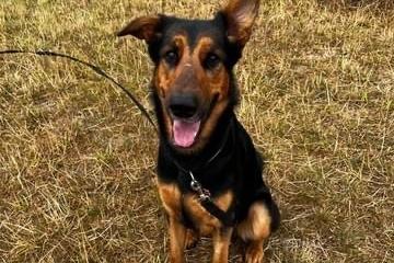 Annie said: "Loki is a handsome, large 18-month-old Doberman-cross. He is a loving, very loyal boy, full of energy enjoying off lead play especially with his tennis balls. He would love a person of his own to reach his full potential. Loki would follow you to the end of the earth and back his love of his human is that strong. He’s good on the lead and will look after you once the bond has grown. A real handsome chap who more than deserves a second chance."