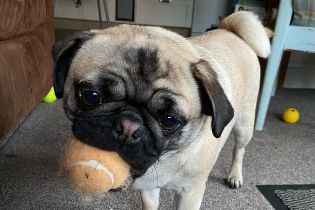 Freya is a 1.5-year-old Pug and fully house trained. She loves to play, is very affectionate, enjoys her walks and is very food orientated. Freya will need an adult only active home with ongoing training, somebody calm/patient and committed. She could live with another dog but it would need to be the perfect match. Freya has been spayed, vaccinated, microchipped, flead and wormed