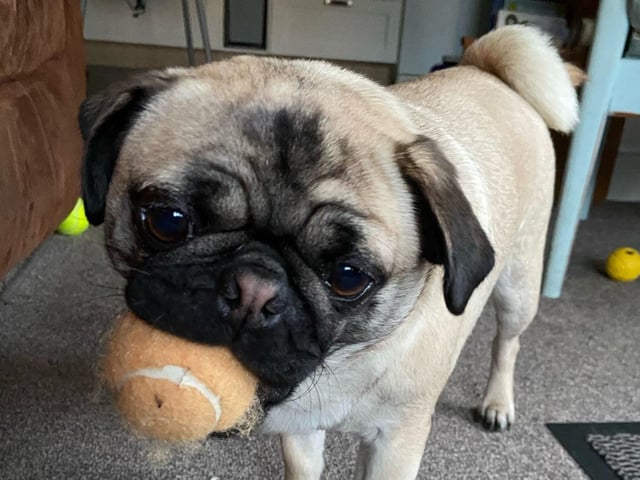 Freya is a 1.5-year-old Pug and fully house trained. She loves to play, is very affectionate, enjoys her walks and is very food orientated. Freya will need an adult only active home with ongoing training, somebody calm/patient and committed. She could live with another dog but it would need to be the perfect match. Freya has been spayed, vaccinated, microchipped, flead and wormed