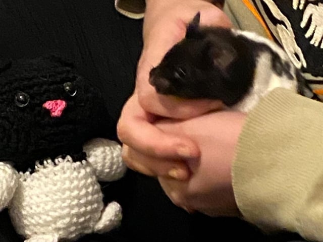 "Bruce the hamster meeting his friend we had made for him for Christmas"