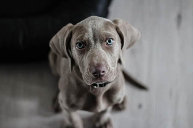 Nearly 500 cases of cruelty against dogs have been reported in Northamptonshire since the start of the pandemic.