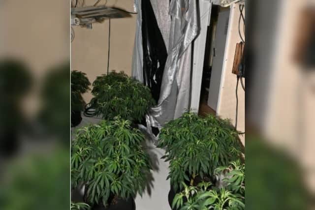 Inside the cannabis factory