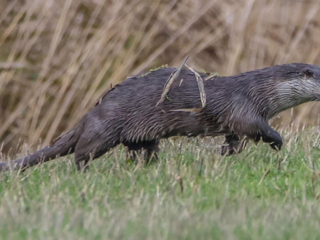 An otter at Summer Leys by Matt Cottrell