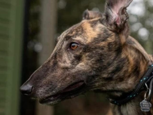 Dylan is a four-year-old retired racer. With his stunning stripes and super-friendly but laid-back attitude, he would be a perfect addition to any home. He takes everything in his stride and enjoys the simple things in life—strolls, naps in the sun, and snacks! He's brilliant with people and other dogs, and he is super clean in his kennel—no accidents. He walks beautifully on a lead and is muzzled as a precaution due to his history as an ex-racer.