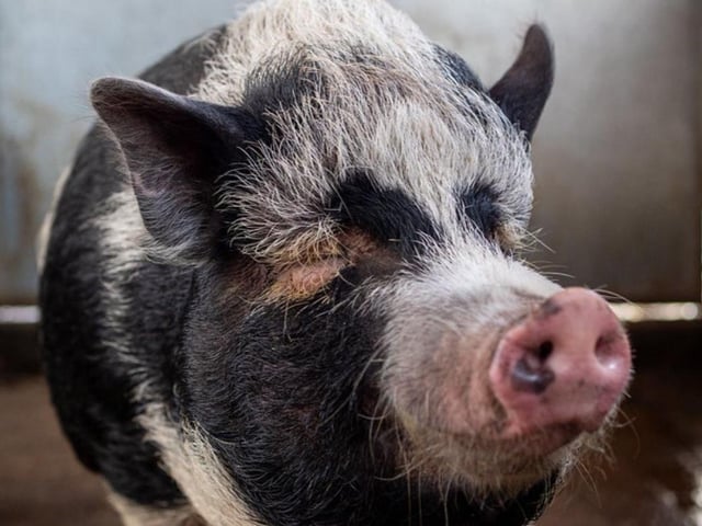One of the pigs at Pine Tree Farm in Little Irchester