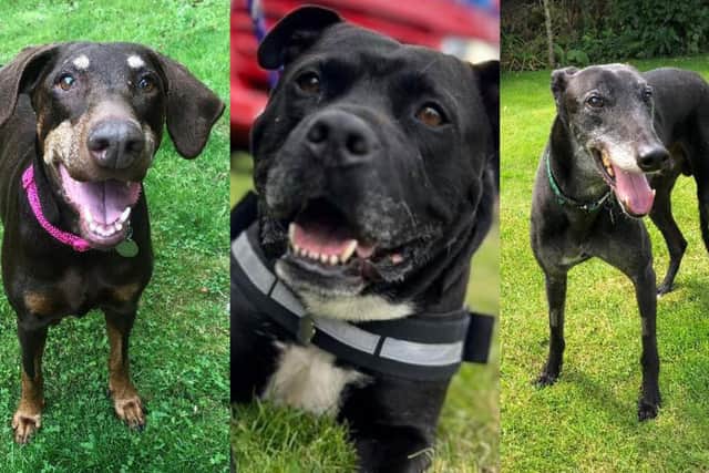 Three older dogs, currently in the care of RSPCA Northamptonshire, who need their forever retirement home.