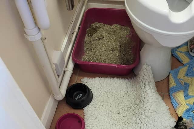 Latimer Cattery had litter trays in the downstairs toilet. Image: NNC