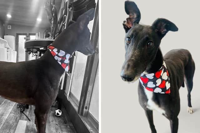 Amigo is hoping to be re-homed