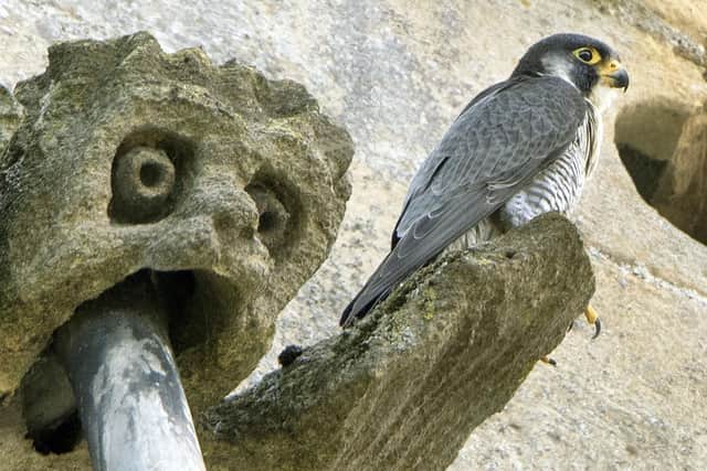 Kettering peregrine falcon/Glyn Dobbs