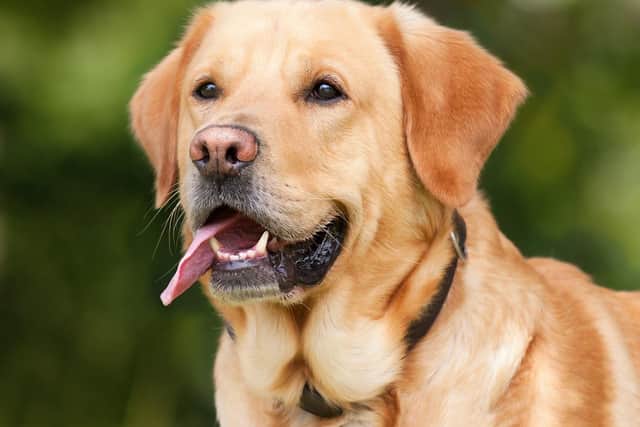Dog owners are being warned to control their pets. (File picture).