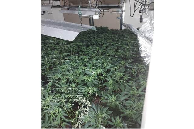 Some of the cannabis plants seized in Kettering today (Pic credit: Kettering Town and Rural Policing Team on Twitter)