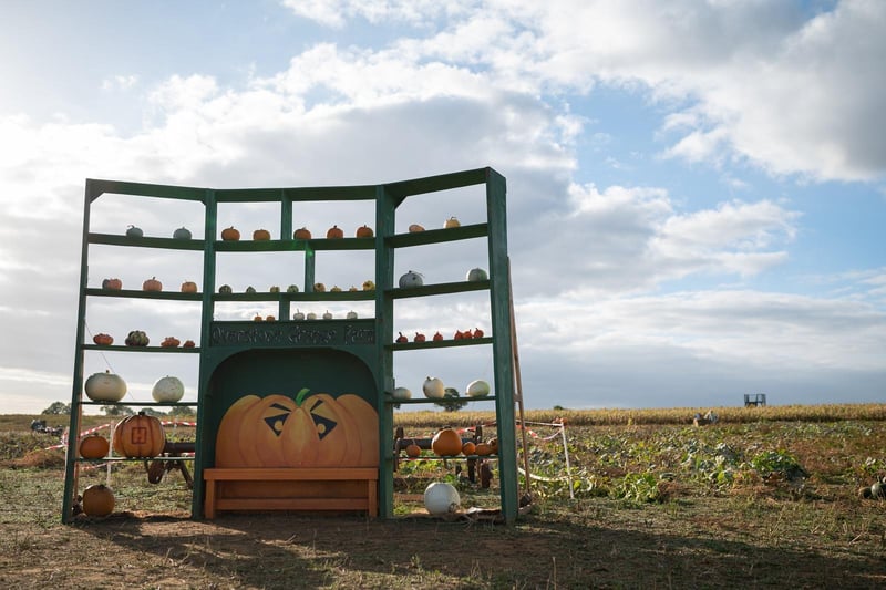 The Northampton village farm says this year's pumpkin patch is their 'biggest ever'.
The patch will be open every weekend in October and everyday from October 20 to October 29, to cover half term.
There is also a play patch and a maze for kids to enjoy.
Visit the farm's website to book tickets.