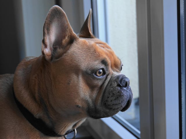 The French Bulldog is the top breed most likely to be targeted by thieves and have a price tag of around £1,707.