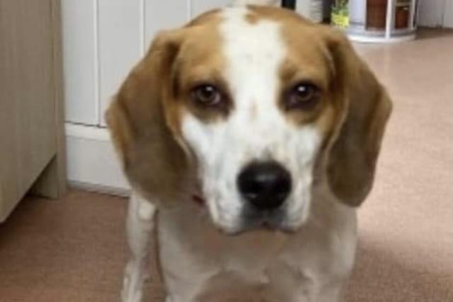 Benson is a typical full of life Beagle boy, only two years old. He needs an active family with a secure garden where he will not be left alone for hours. He is good with other dogs