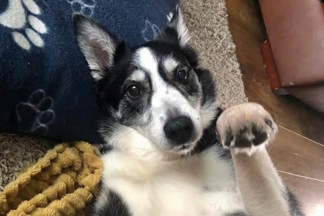Ella is looking for a new home