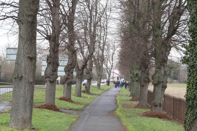 The trees known as The Walks have formed the leafy entrance to Wellingborough for at least a century