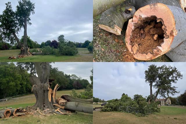 The beech tree in Hall Park is believed to be around 300 years old Image: Rushden Town Council