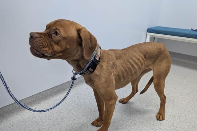 Koda was found severely underweight in a Kettering home. Image: NW / RSPCA
