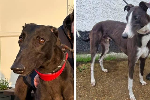 Rescue dogs looking for a forever home this week