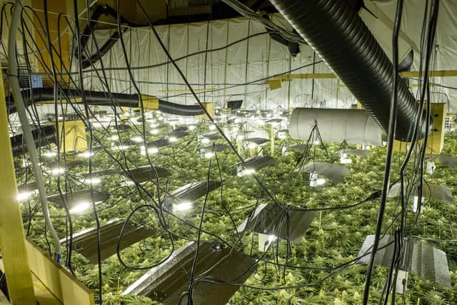 The Gala Bingo hall in Kettering contained 4,000 plants when it was raided by Northants Police/David Jackson