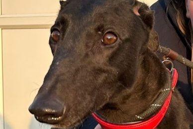 Mason is a handsome four-year-old retired Greyhound. Like most of his breed, he enjoys a couple of good walks each day and is then more than happy to relax on a cosy couch. He’s great with people and other dogs but isn’t suitable to live with cats or small furry animals.