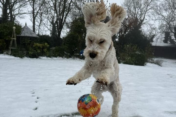 Claire's dog, Charlie, showing his exceptional ball control in the snow. Will we see him sign for Kettering Town in the January transfer window? Who knows.
