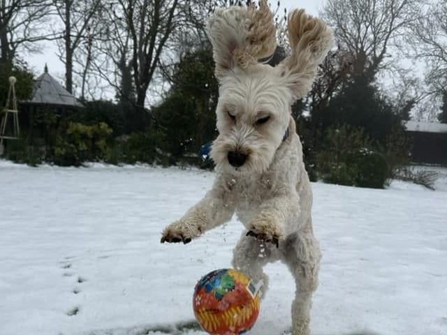 Claire's dog, Charlie, showing his exceptional ball control in the snow. Will we see him sign for Kettering Town in the January transfer window? Who knows.