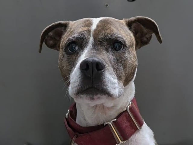 8½-year-old Boxer cross. Needs to be the only pet in the home. Super clever girl who loves to give paw and “speak” for treats.