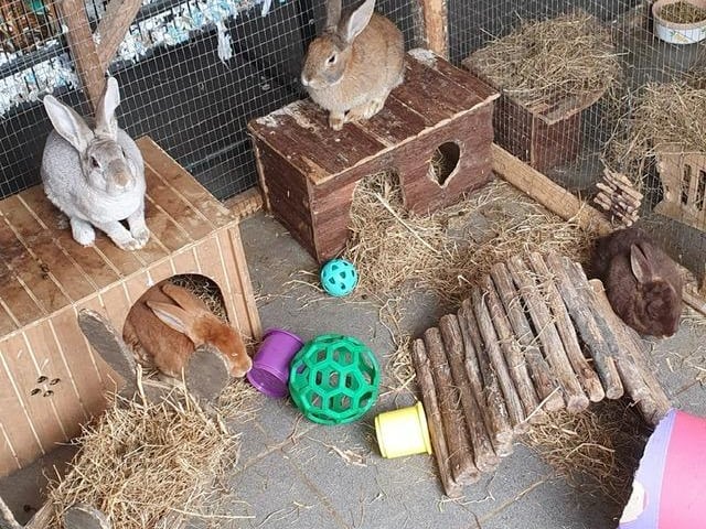 Lulu, Esther, Kelly and Vernie are stunning young Rex cross sisters all spayed, vaccinated and ID chipped.They can be homed in pairs or singly to be bonded to a lonely neutered male bun.