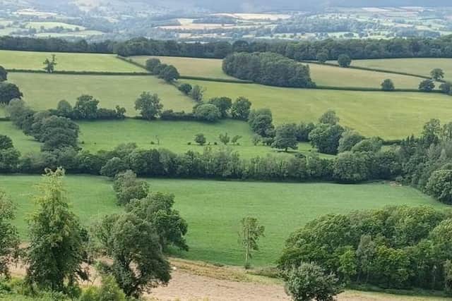 A hedge landscape