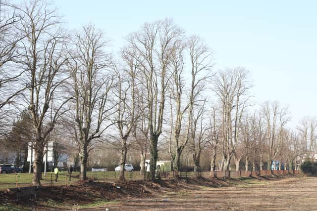 The Walks - trees will be felled