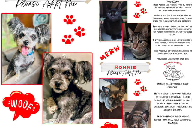 Redhead Rescues is trying to re-home Coco, Ronnie, Astrid and Phoebe