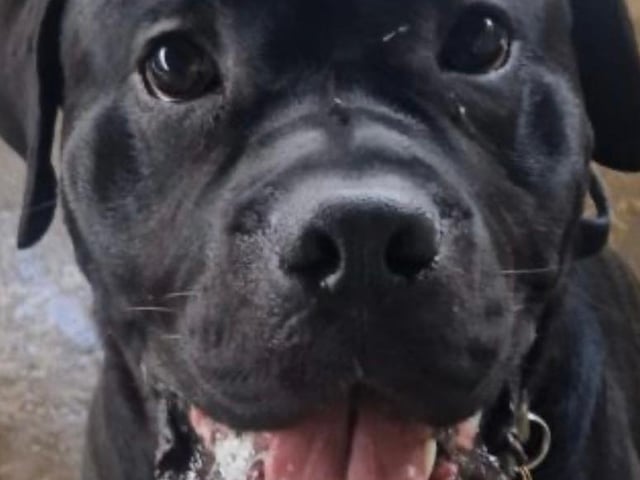 Edward is a handsome one-year-old Boxer X who joined us from the pound. He’s full of energy and will need an active home with a patient family willing to commit to ongoing training. He should be fine to live with children over the age of 16 years. We are still unsure how he feels about other animals.