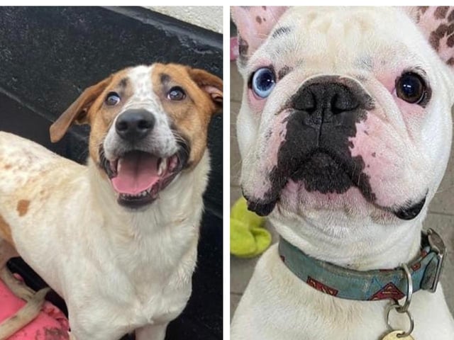 Rescue dogs in Northamptonshire looking for a forever home this week