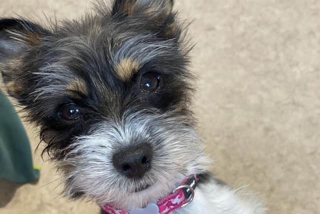 Raven has been found and returned to her Rushden home