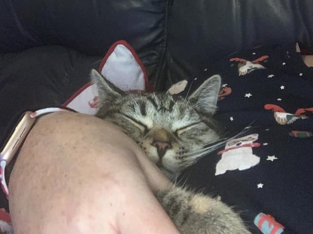 "Having cuddles with my kitten Star, a proper mummy's girl!"