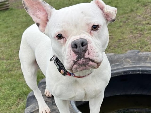5½-year-old crossbreed girl. Needs to be the only pet in the home. Super people-friendly and loves a cuddle.