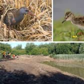 Marigold pond Summer Leys restoration last year (pic by Ben Casey) as well as a baby redshank (top right pic by Mark Tyrrell) and a water rail (top left pic by Matt Hazelton)