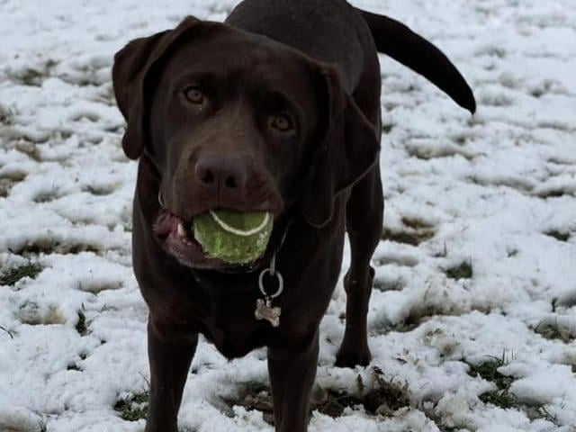 Coco in the snow