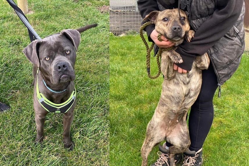 PICTURES: Six abandoned but adorable dogs looking for their forever ...