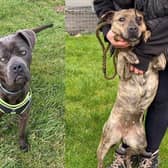 Rescue dogs looking for a forever home this week in Northants